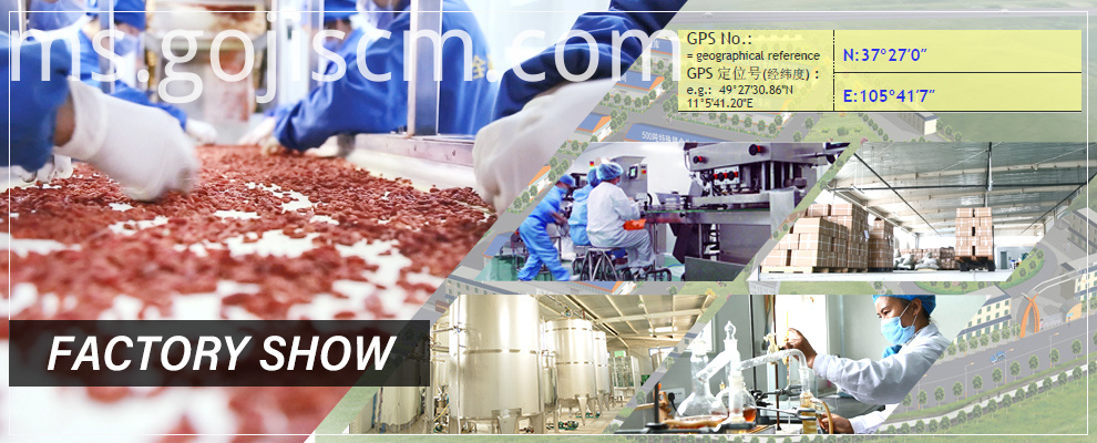 Pertunjukan kilang Goji Berry Sijil EU EU Certificate Dried Goji Berry factory show